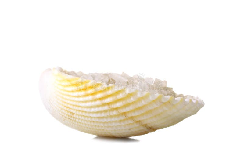 Sea salt in a shell