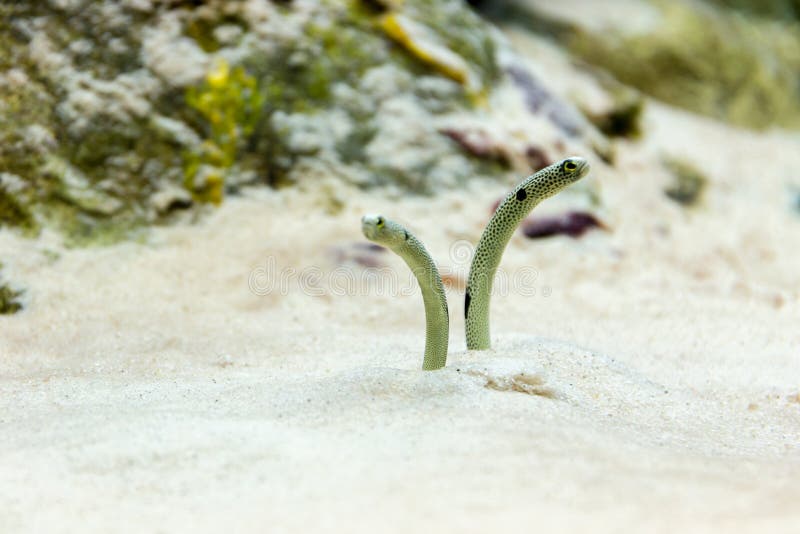 Sea sand eel stock photo. Image of head, hide, small 79898324