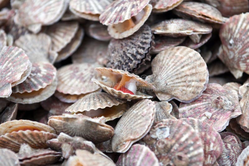 Sea scallop stock photo. Image of gourmet, seafood, aquatic 12007816