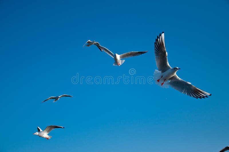 Sea & Seagulls