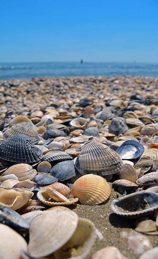 Sea and Seashells. Beach and Colorful Seashells Close-up on the Beach ...