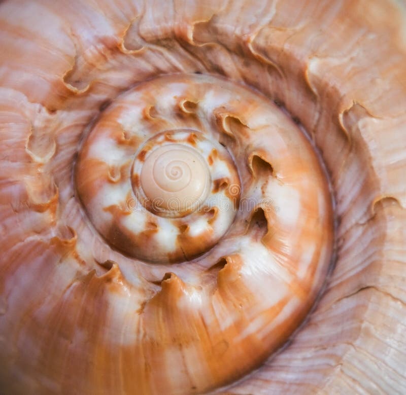 Sea shell stock photography