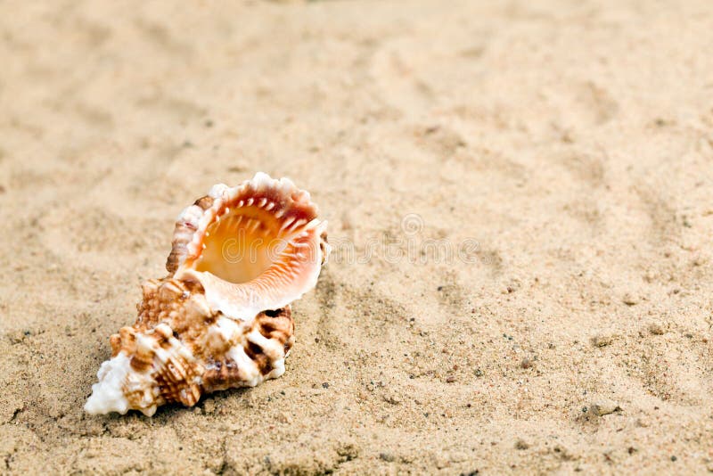 Sea shell