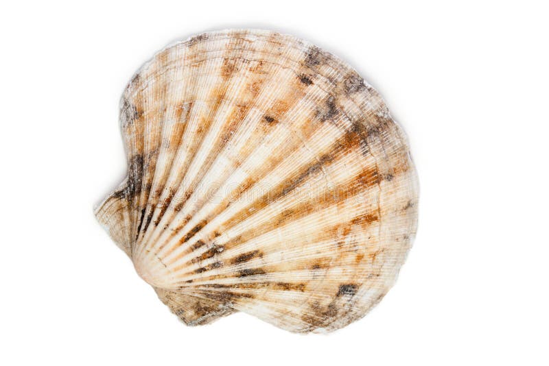 Sea shell stock image