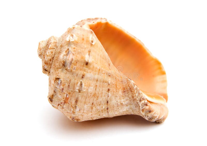 Sea shell