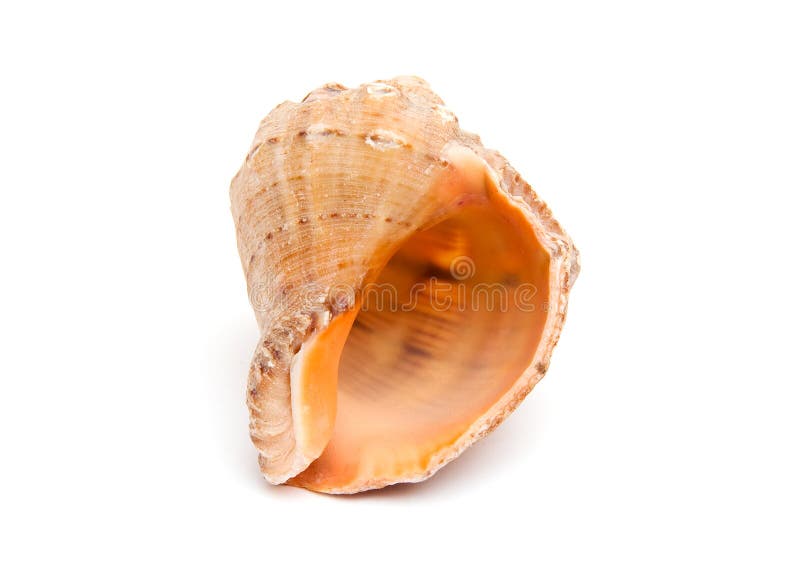 Sea shell