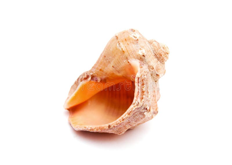 Sea shell