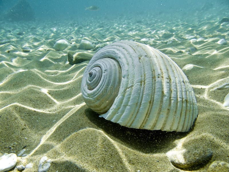 Un guscio di mare, su un fondale sabbioso.