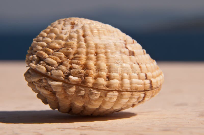 Sea shell royalty free stock images