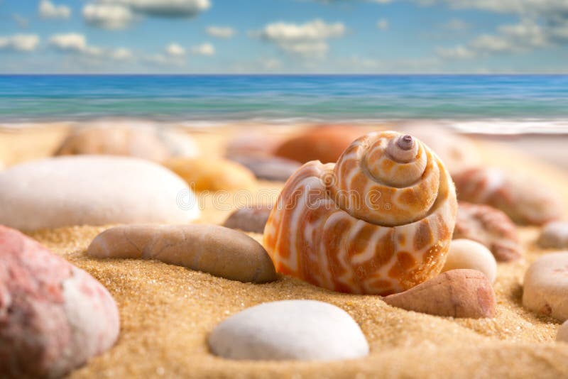 Sea shell