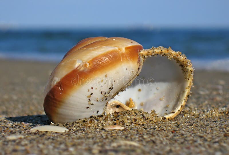 On beach as wave comes in. Bivalve shell stock images, royalty-free photos and pictures