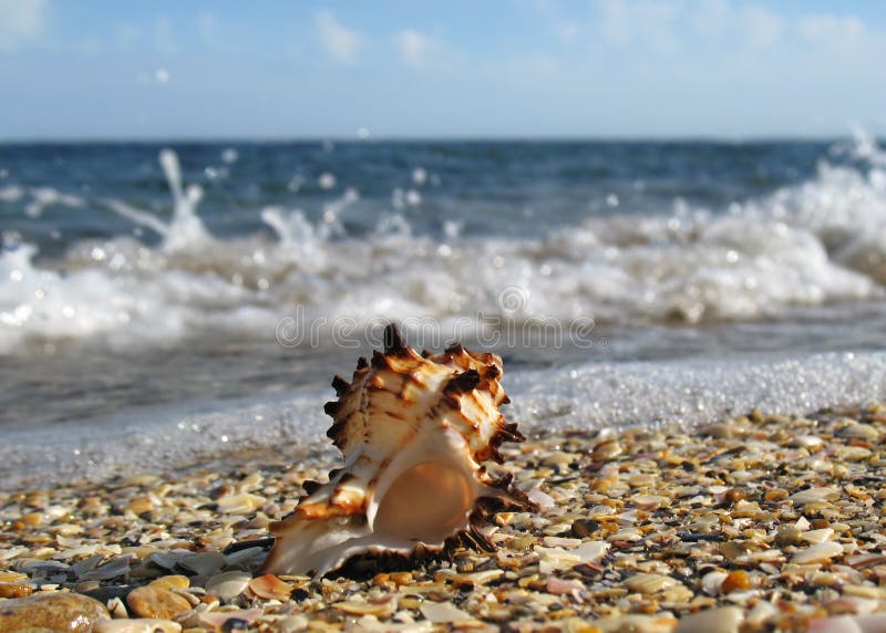 On beach as wave comes in. Bivalve shell stock images, royalty-free photos and pictures