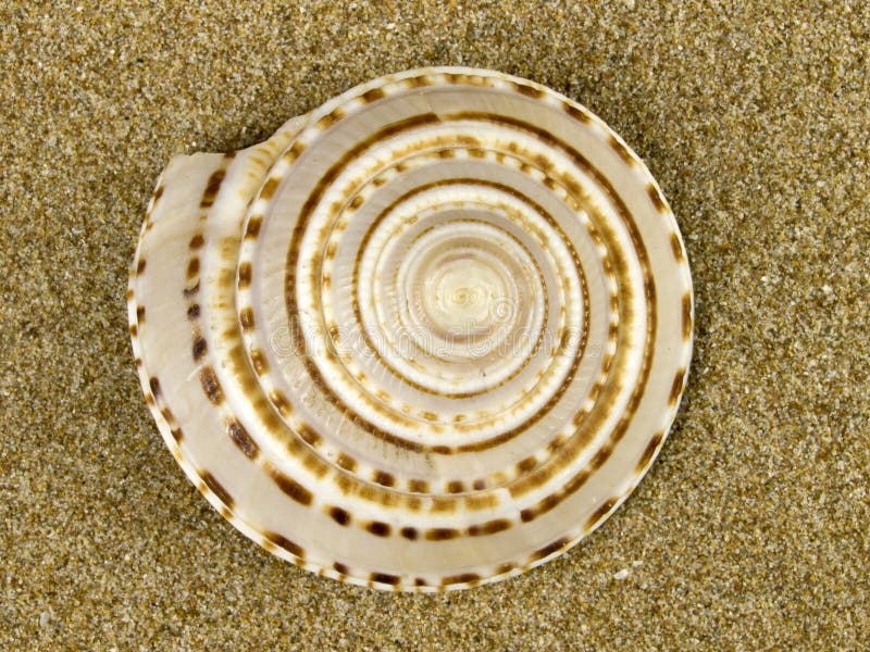 Sea shell