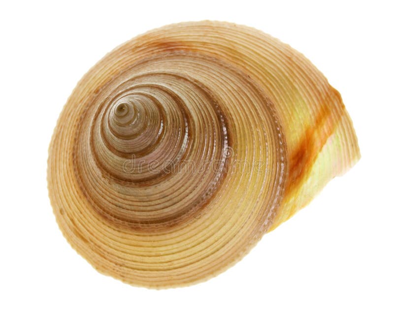 Sea shell