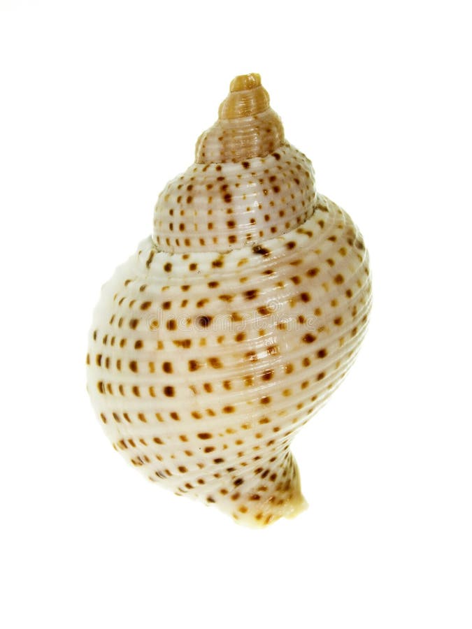 Sea shell