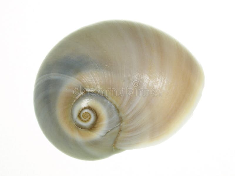 Sea shell