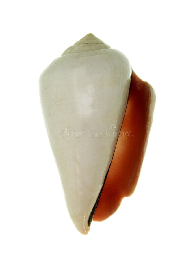 Sea shell