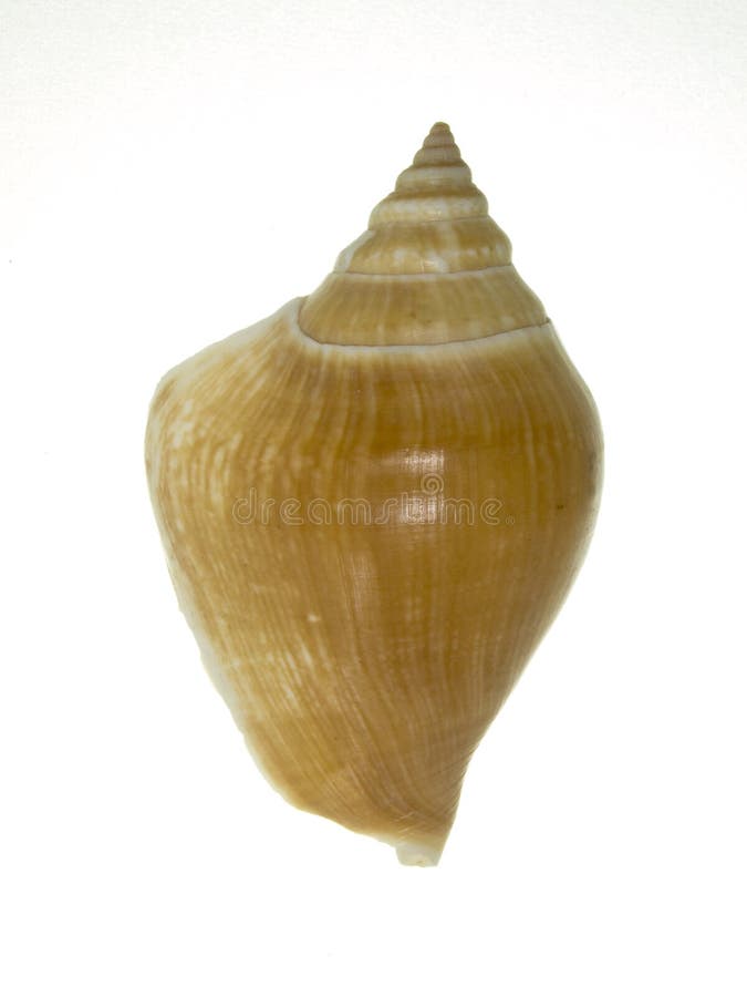 Sea shell