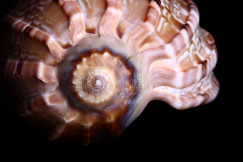 Sea shell stock photos