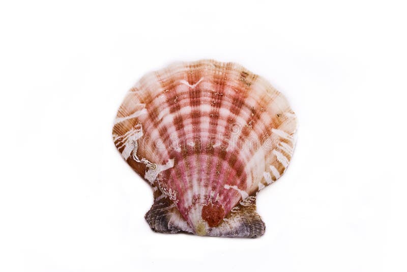 Sea shell