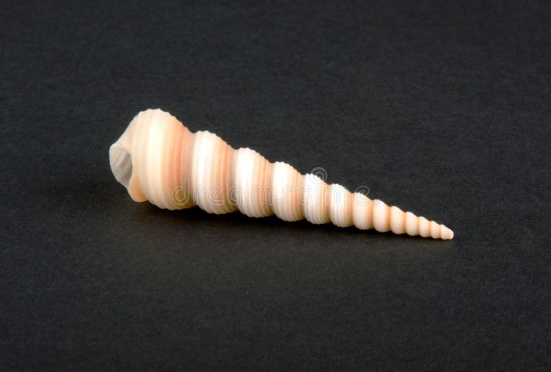 Sea shell