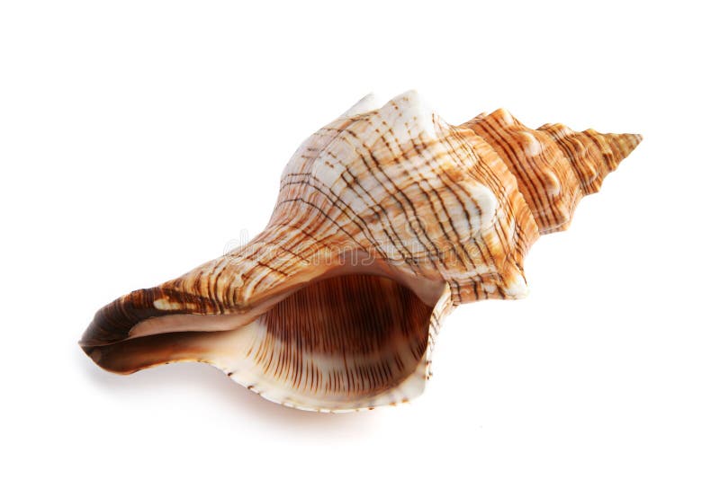 Sea shell