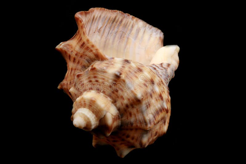 Sea shell royalty free stock photos