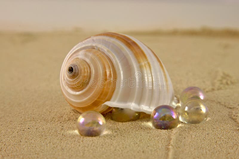 Sea Shell