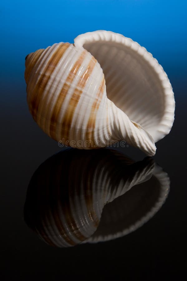 Sea Shell