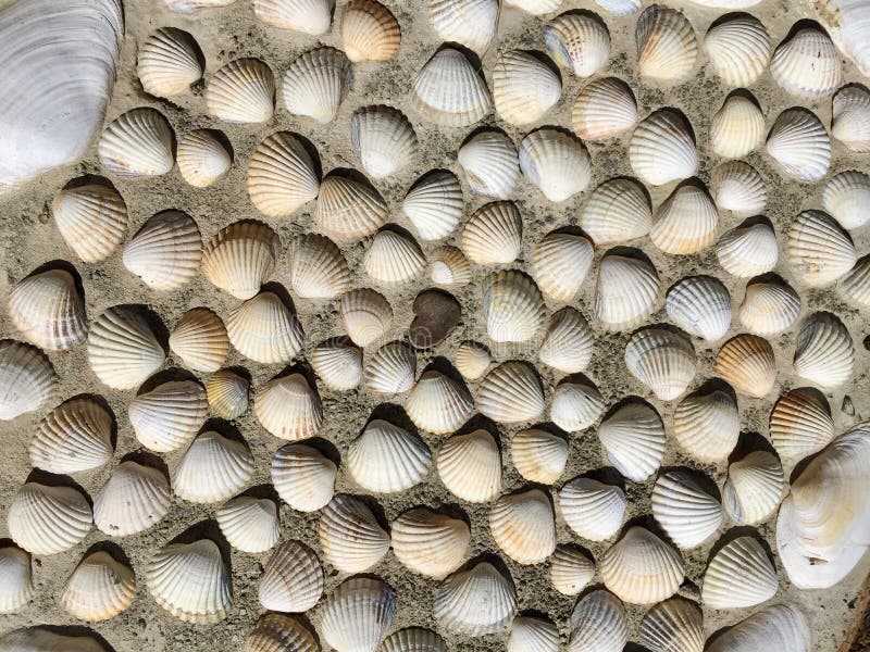 sea shell collection