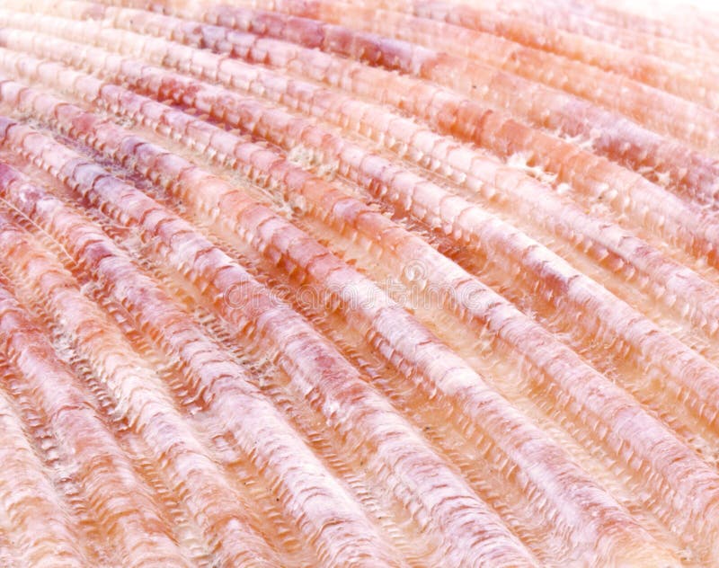 Sea shell background