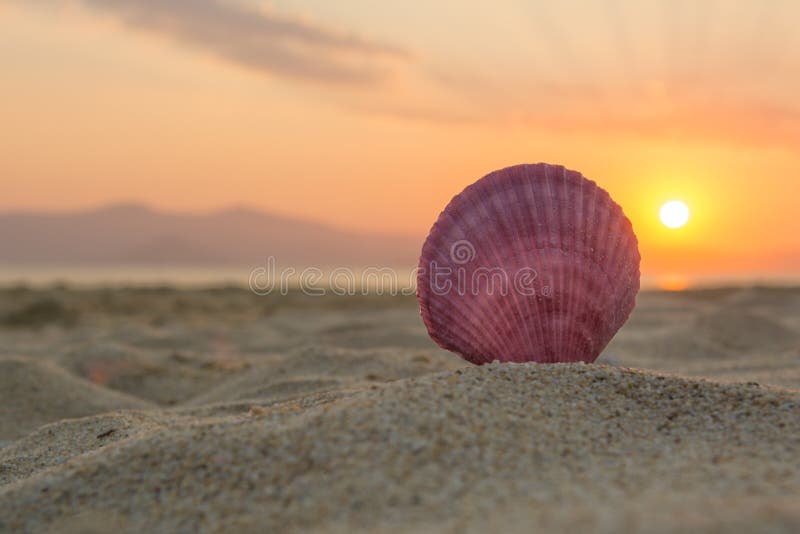 Sea Shell on the Beach at Sunset Stock Image Image of colorful