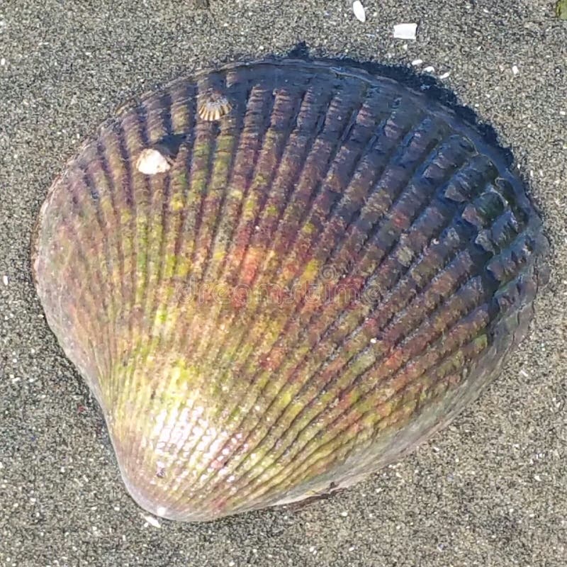 Sea shell