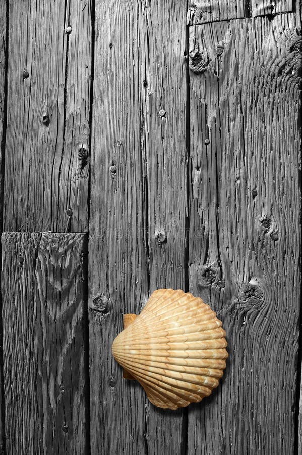 Sea Shell on Black and White wood board.