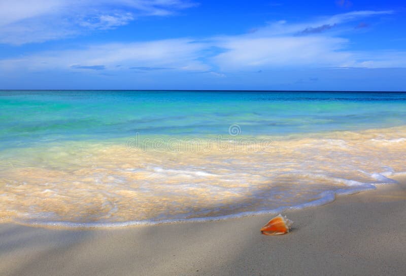 Sea Shell on Caribbean Beach. Stock Photo Image of sunlight, bright