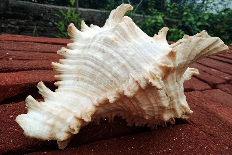 Sea Shell close up on the brick. background, wallpaper. royalty free stock photo Sea Shell close up on the brick. background, wallpaper. royalty free stock photo
