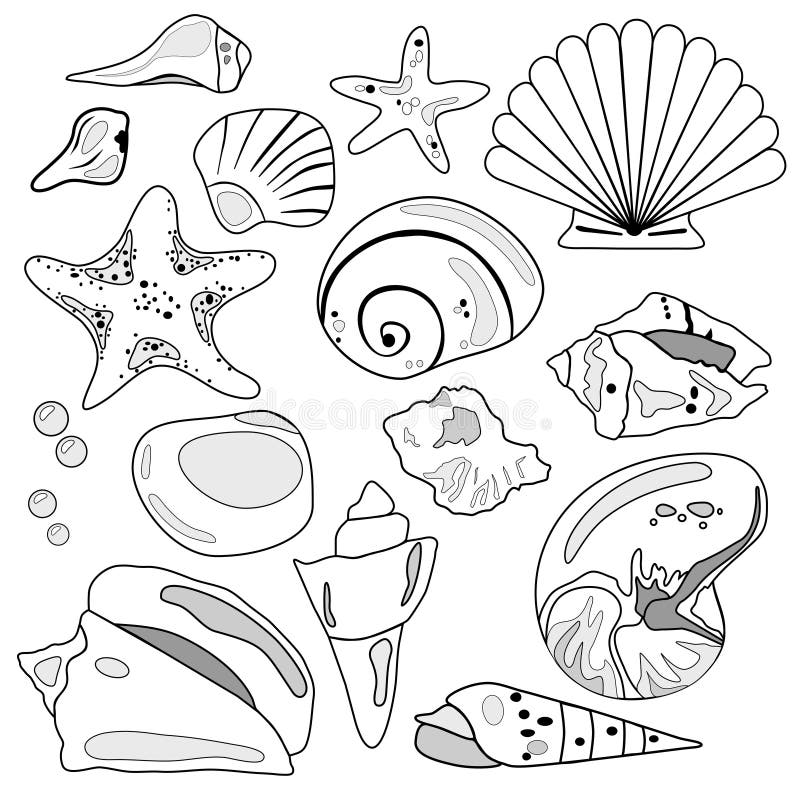 Sea Shell Collection stock vector. Illustration of conch - 4878485