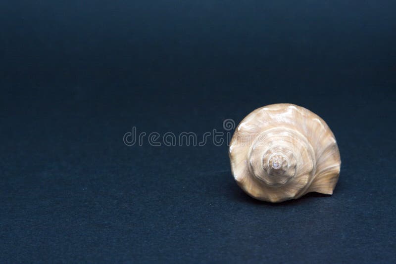 Sea shell isolated