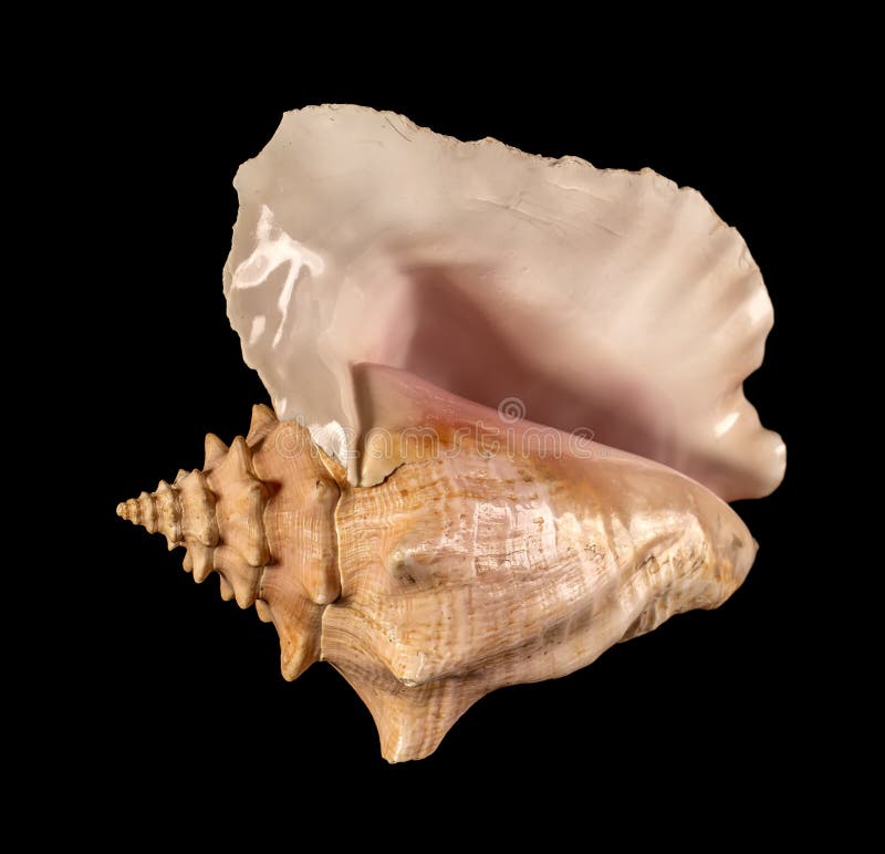 Sea shell isolated on a black background. Beautiful seashell