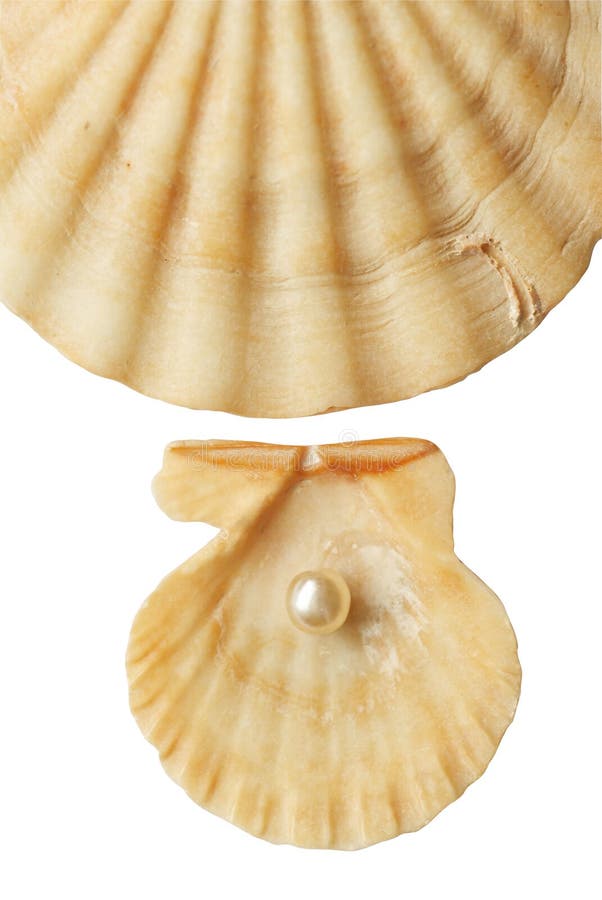 Sea shell and pearl royalty free stock photos Sea shell and pearl royalty free stock photos
