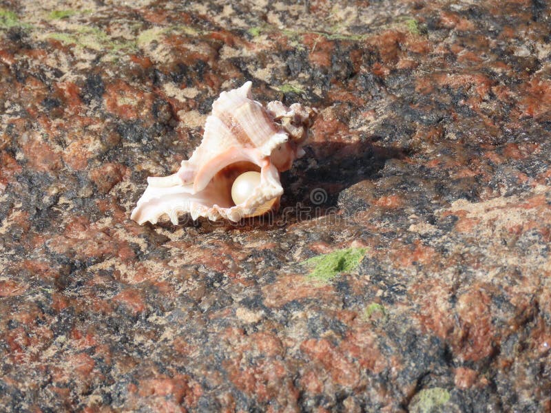 Sea shell with pearl stock image Sea shell with pearl stock image