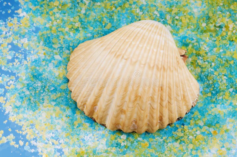 Sea shell on salt grains.