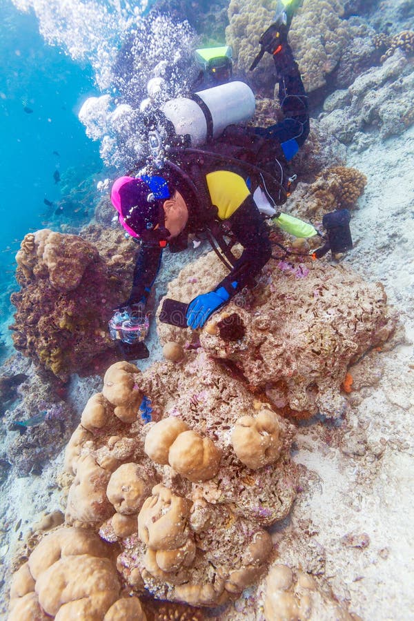 Sea shell and scuba diver, Maldives royalty free stock image Sea shell and scuba diver, Maldives royalty free stock image