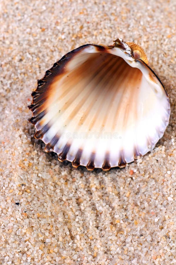 Sea shell in soft sand