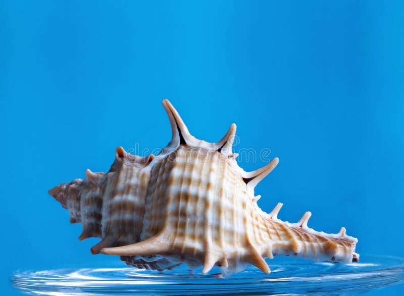Sea Snail Spikes Stock Photos - Free & Royalty-Free Stock Photos from  Dreamstime