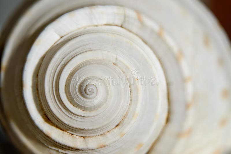 Close up detail of sea shell spiral