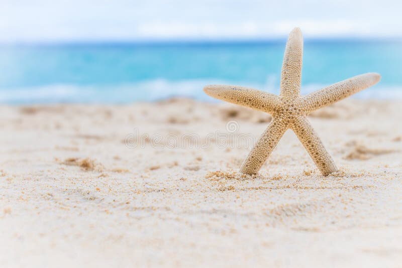 Sea shell and starfish on tropical beach and sea background