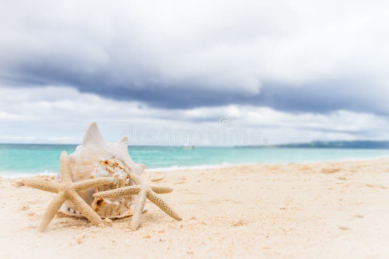 Sea shell and starfish on tropical beach and sea background