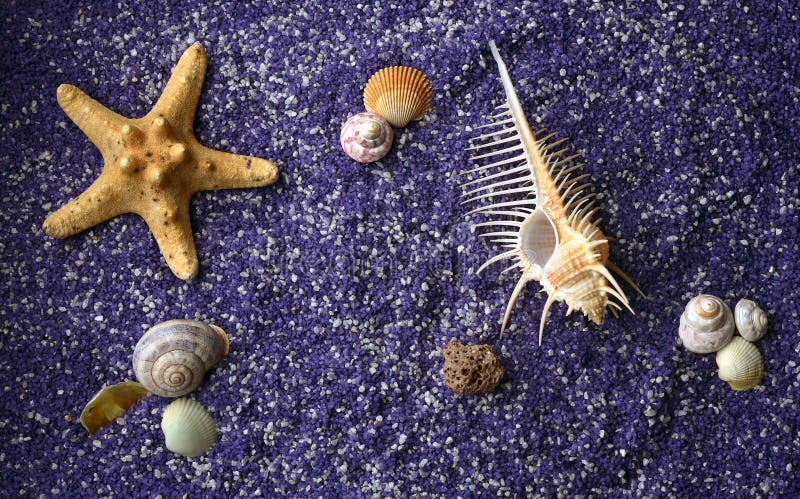 Sea shell and starfishes on lilac sand