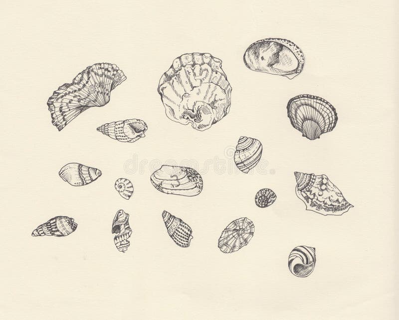 Sea shell study stock illustration